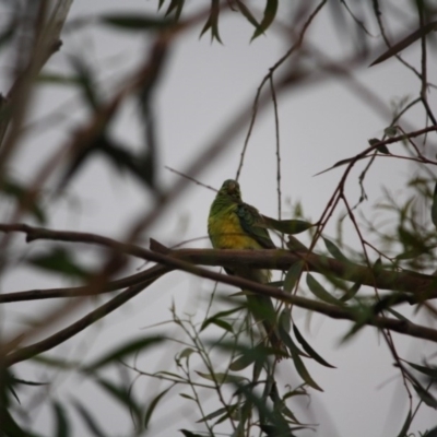 Psephotus haematonotus (Red-rumped Parrot) at Hughes, ACT - 18 Jan 2019 by LisaH