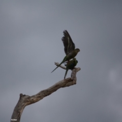 Psephotus haematonotus at Hughes, ACT - 18 Jan 2019 08:18 AM