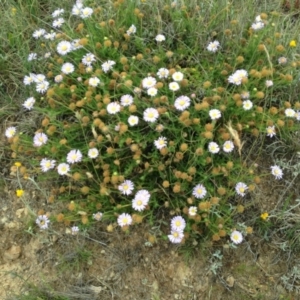 Calotis glandulosa at Adaminaby, NSW - 5 Jan 2019