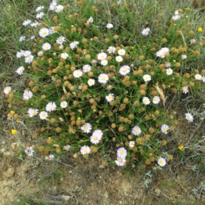 Calotis glandulosa (Mauve Burr-daisy) at Adaminaby, NSW - 5 Jan 2019 by Katarina