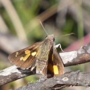 Trapezites phigalioides at Paddys River, ACT - 13 Jan 2019 08:58 AM