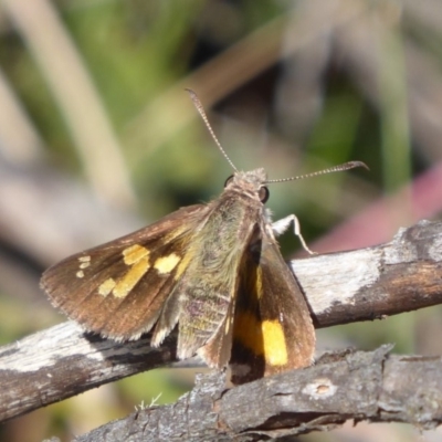 Trapezites phigalioides (Montane Ochre) at Paddys River, ACT - 12 Jan 2019 by Christine