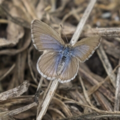 Zizina otis (Common Grass-Blue) at Higgins, ACT - 16 Nov 2018 by Alison Milton