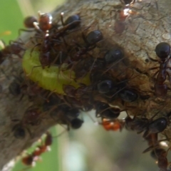 Papyrius nitidus (Shining Coconut Ant) at Symonston, ACT - 14 Jan 2019 by Christine