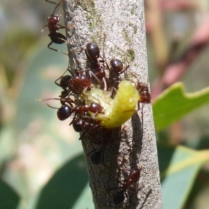 Papyrius nitidus at Symonston, ACT - suppressed