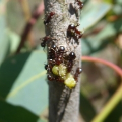 Papyrius nitidus at Symonston, ACT - suppressed