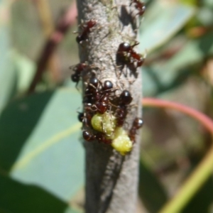 Papyrius nitidus at Symonston, ACT - suppressed