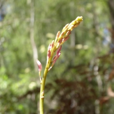 Dipodium sp. (A Hyacinth Orchid) at Cotter River, ACT - 31 Dec 2018 by Christine
