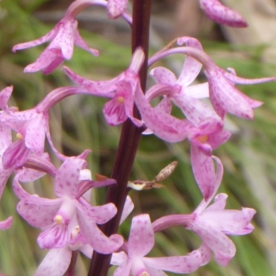 Dipodium roseum (Rosy Hyacinth Orchid) at Cotter River, ACT - 31 Dec 2018 by Christine