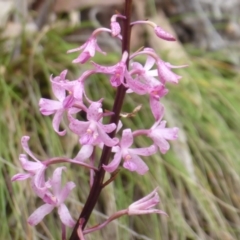 Dipodium roseum at Cotter River, ACT - 31 Dec 2018