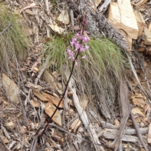 Dipodium roseum at Cotter River, ACT - 31 Dec 2018