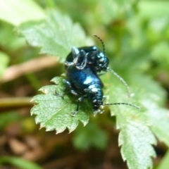 Altica sp. (genus) (Flea beetle) at Cotter River, ACT - 31 Dec 2018 by Christine