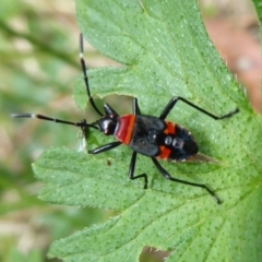 Dindymus versicolor (Harlequin Bug) at Cotter River, ACT - 31 Dec 2018 by Christine