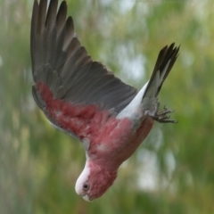 Eolophus roseicapilla (Galah) at Bald Hills, NSW - 17 Jan 2019 by JulesPhotographer