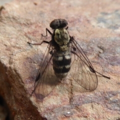 Chrysopilus sp. (genus) (A snipe fly) at Cotter River, ACT - 31 Dec 2018 by Christine