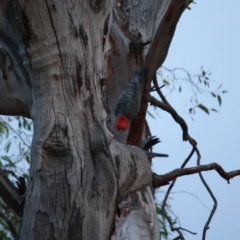 Callocephalon fimbriatum (Gang-gang Cockatoo) at Hughes, ACT - 18 Jan 2019 by LisaH