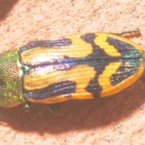 Castiarina tricolor at Jerrawangala, NSW - 16 Jan 2019 08:30 PM