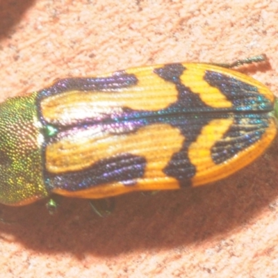 Castiarina tricolor (Jewel beetle) at Jerrawangala, NSW - 16 Jan 2019 by Harrisi