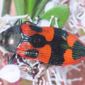 Castiarina delectabilis at Tinderry, NSW - 6 Jan 2019 10:35 PM