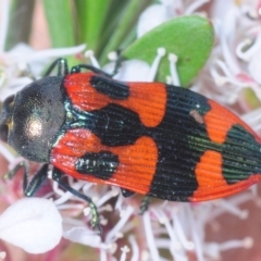 Castiarina delectabilis (A jewel beetle) at Tinderry, NSW - 6 Jan 2019 by Harrisi