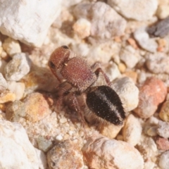 Ephutomorpha sp. (genus) (Mutillid wasp or Velvet ant) at Wee Jasper, NSW - 13 Jan 2019 by Harrisi