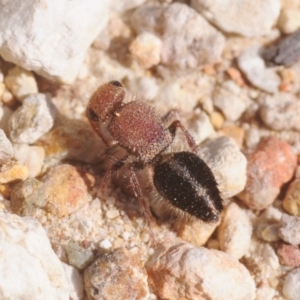 Ephutomorpha sp. (genus) at Wee Jasper, NSW - 13 Jan 2019