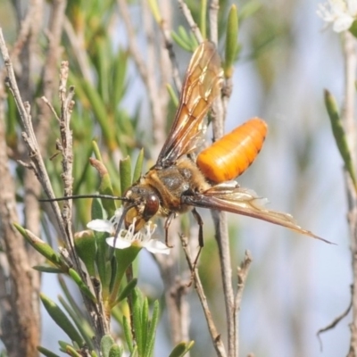Zaspilothynnus sp. (genus) (A smooth flower wasp) at Wee Jasper, NSW - 10 Jan 2019 by Harrisi
