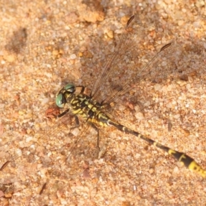 Austrogomphus australis at Wee Jasper, NSW - 10 Jan 2019