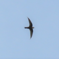 Apus pacificus (Pacific Swift) at Wanniassa Hill - 18 Jan 2019 by KumikoCallaway