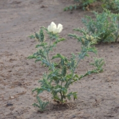 Argemone ochroleuca subsp. ochroleuca (Mexican Poppy, Prickly Poppy) at Paddys River, ACT - 17 Jan 2019 by MichaelBedingfield