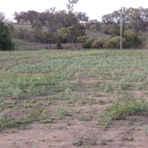 Argemone ochroleuca subsp. ochroleuca at Paddys River, ACT - 17 Jan 2019 08:40 PM