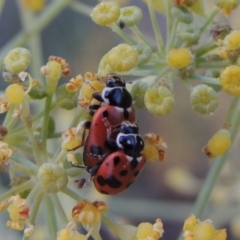 Hippodamia variegata (Spotted Amber Ladybird) at Paddys River, ACT - 16 Jan 2019 by michaelb