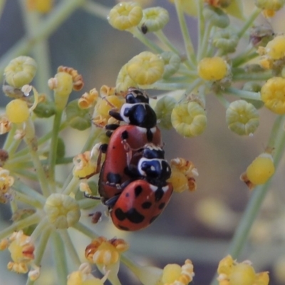 Hippodamia variegata (Spotted Amber Ladybird) at Point Hut to Tharwa - 16 Jan 2019 by michaelb