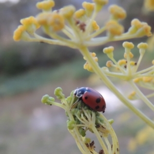 Hippodamia variegata at Paddys River, ACT - 16 Jan 2019 08:42 PM