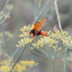 Cryptocheilus bicolor (Orange Spider Wasp) at Paddys River, ACT - 16 Jan 2019 by michaelb