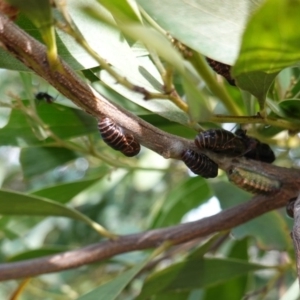 Jalmenus ictinus at Hughes, ACT - 19 Jan 2019