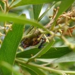 Jalmenus ictinus at Hughes, ACT - 19 Jan 2019