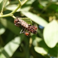 Jalmenus ictinus at Hughes, ACT - 19 Jan 2019 10:08 AM