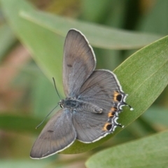 Jalmenus ictinus (Stencilled Hairstreak) at Federal Golf Course - 18 Jan 2019 by JackyF