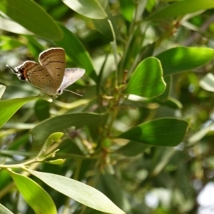 Jalmenus ictinus at Hughes, ACT - 19 Jan 2019 09:48 AM