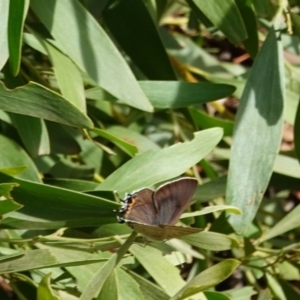 Jalmenus ictinus at Hughes, ACT - 19 Jan 2019 09:48 AM