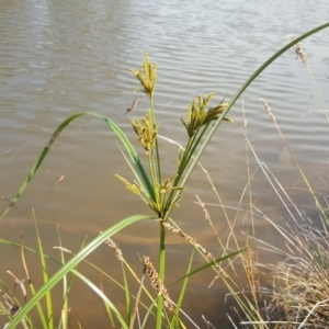 Cyperus exaltatus at O'Malley, ACT - 19 Jan 2019 10:20 AM