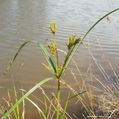 Cyperus exaltatus (Tall Flat-sedge, Giant Sedge) at Mount Mugga Mugga - 18 Jan 2019 by Mike