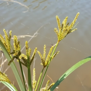 Cyperus exaltatus at O'Malley, ACT - 19 Jan 2019 10:20 AM