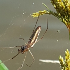 Tetragnatha sp. (genus) (Long-jawed spider) at O'Malley, ACT - 18 Jan 2019 by Mike