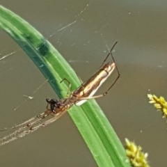 Tetragnatha sp. (genus) at O'Malley, ACT - 19 Jan 2019