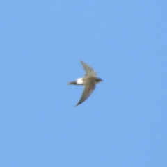 Apus pacificus (Pacific Swift) at Kambah, ACT - 19 Jan 2019 by MatthewFrawley