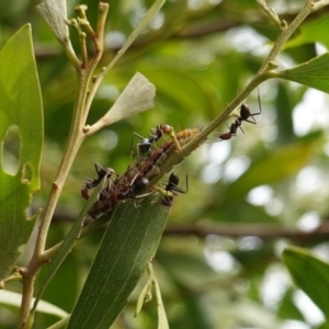 Jalmenus ictinus at Hughes, ACT - 19 Jan 2019 09:54 AM