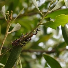 Jalmenus ictinus at Hughes, ACT - 19 Jan 2019 09:54 AM