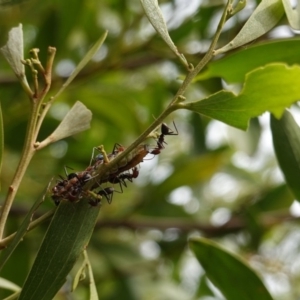 Jalmenus ictinus at Hughes, ACT - 19 Jan 2019 09:54 AM